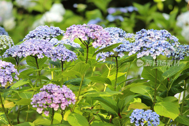 丁香/淡蓝色绣球花，紫色绣球灌木，背阴花园